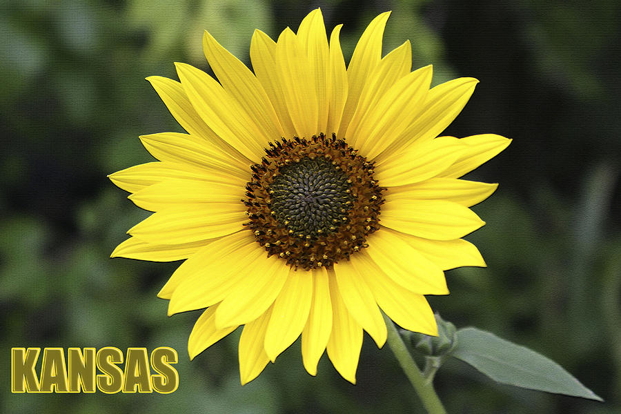 Kansas Sunflower Photograph by Barbara Dean