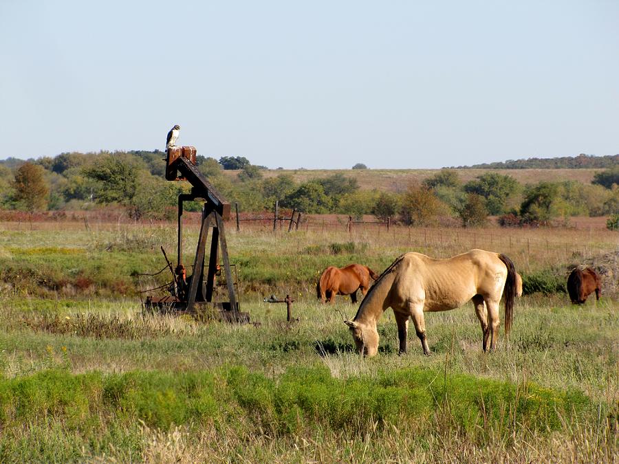 Horse Photograph - Kansas tableaux by Keith Stokes