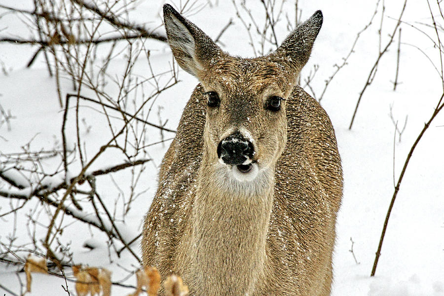 Kansas White Tail Deer in Snow Photograph by Alan Hutchins