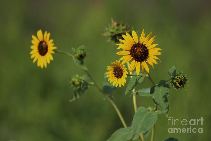 Kansas Wild Yellow Sunflower With Green Back Ground Photograph by ...