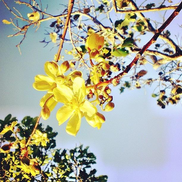 Nature Photograph - #kapok #kapokflower #darwin #nature by Nicole Spillane