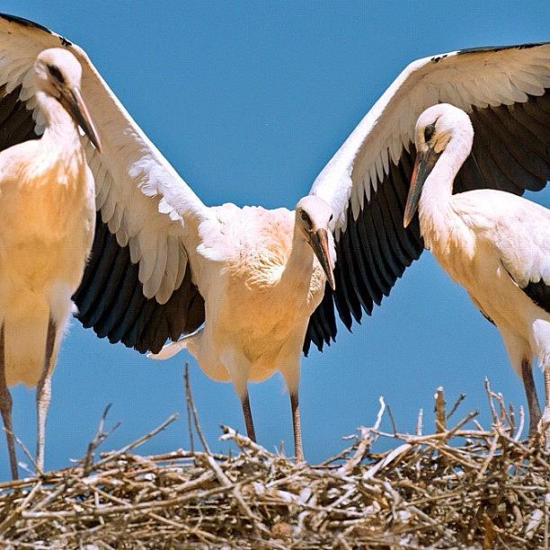 Stork Photograph - Kasbah Stork Nest by Felice Willat