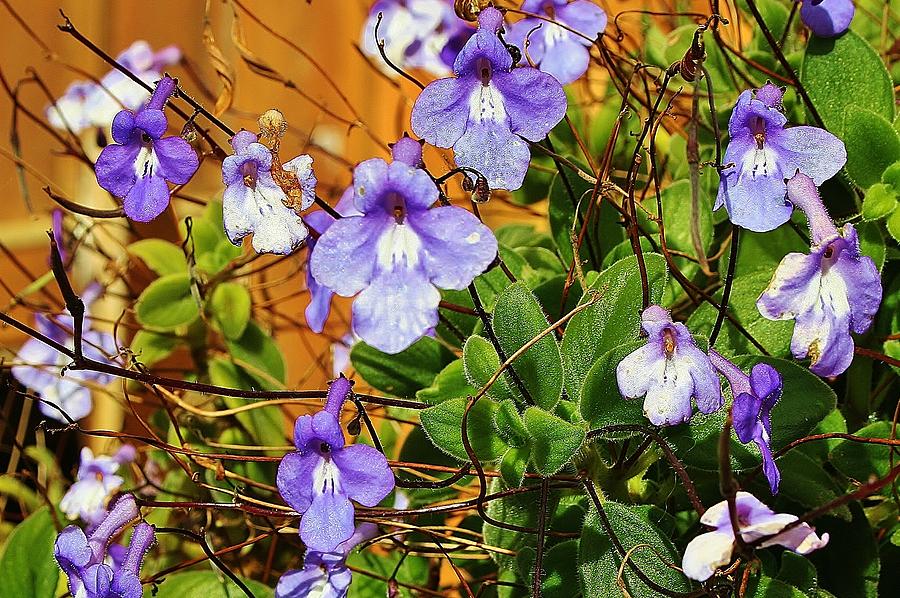 Kathys Violets from Australia Photograph by Kelly Nicodemus-Miller