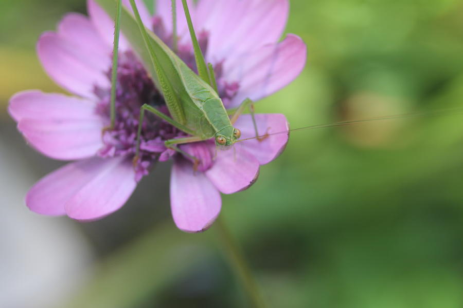 Katydid Photograph by Lawrence Scott - Fine Art America