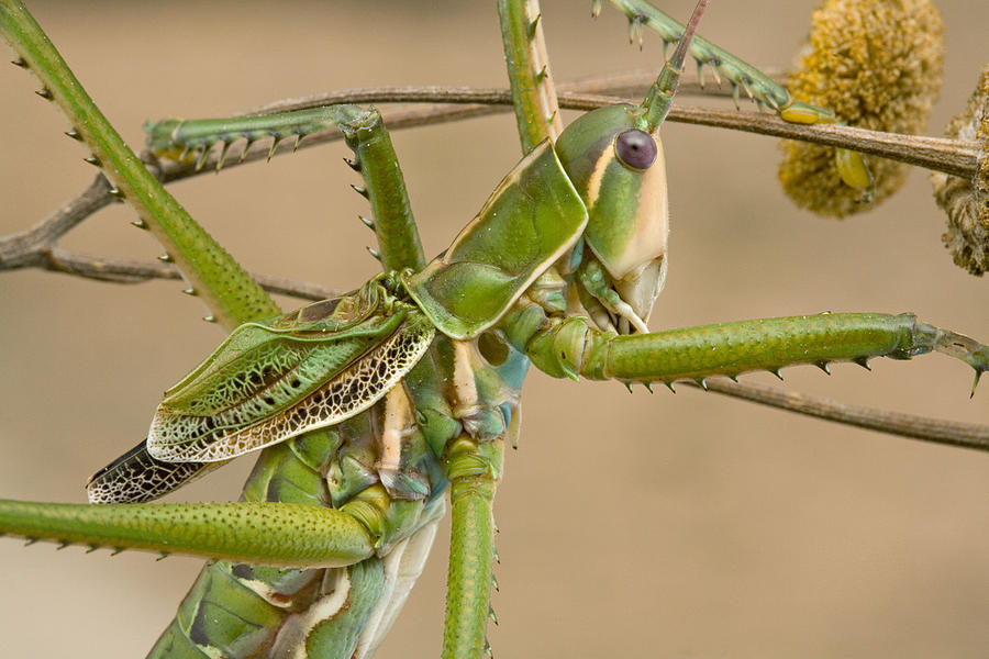 Katydid Showing Small Wings South Africa Photograph by Piotr Naskrecki