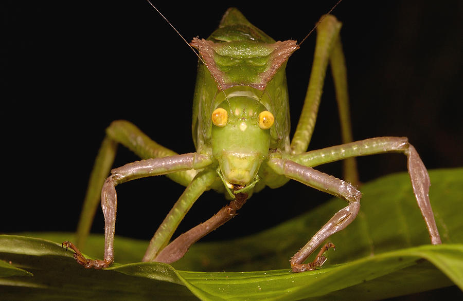 Katydid Steirodon Sp Close-up Showing Photograph by Pete Oxford