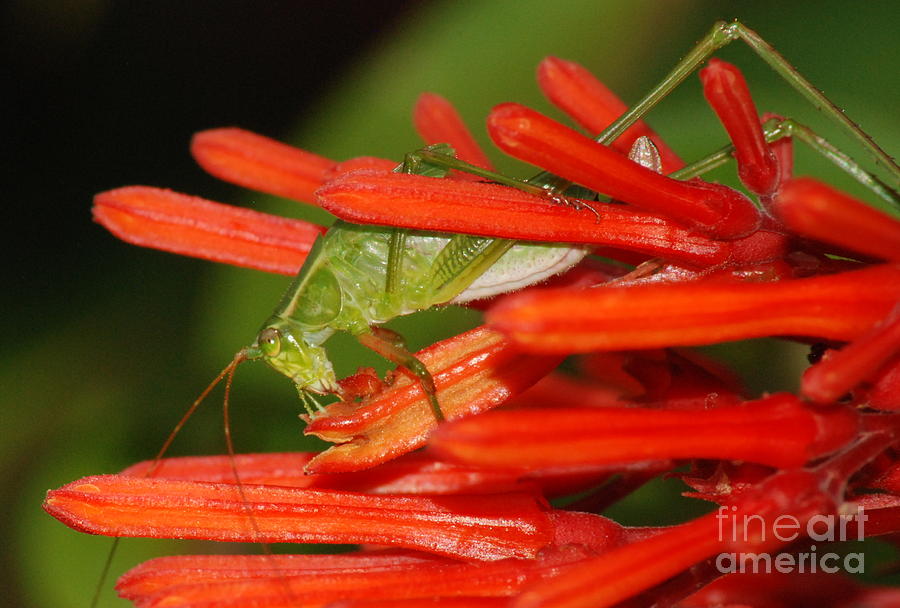 Nature Photograph - Katydids Delight by Kathy Gibbons