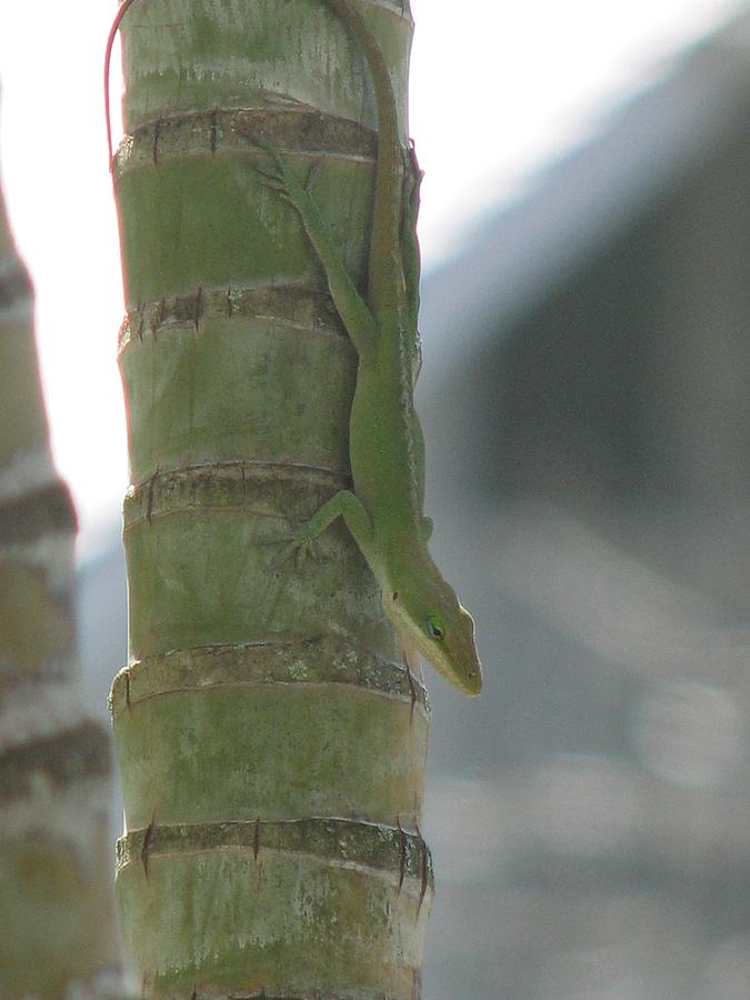 Kauai Green Gecko Photograph by Marianne Lauher - Pixels