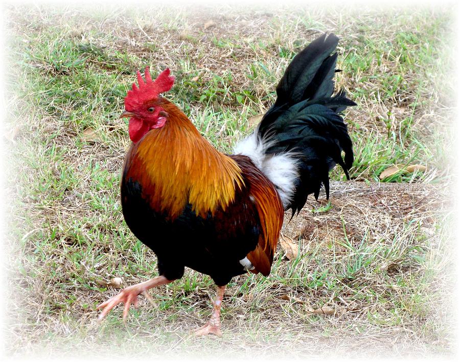 Kauai Rooster Photograph by Carol Sweetwood