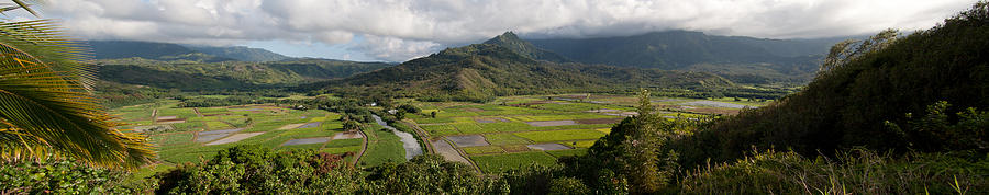 Kauai Taro Fields Photograph by Roger Mullenhour