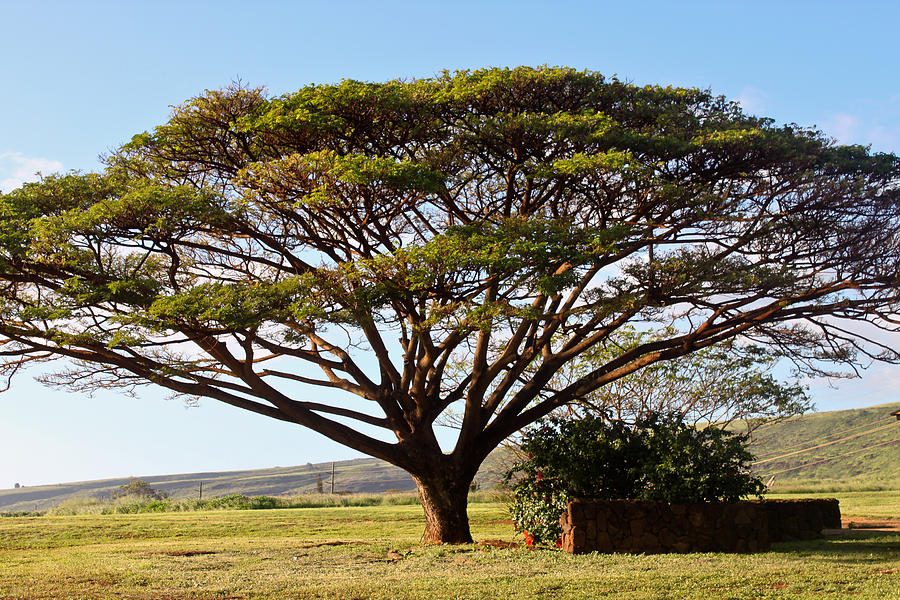 Kauai Tree Photograph by Lauri Novak