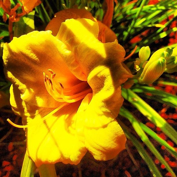 Flowers Still Life Photograph - #keekthegeek #flower #yellowflower by Ke-Ke Sayers