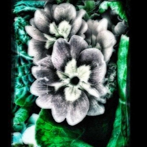 Flower Photograph - keep It Like A Secret by Carrie Mroczkowski