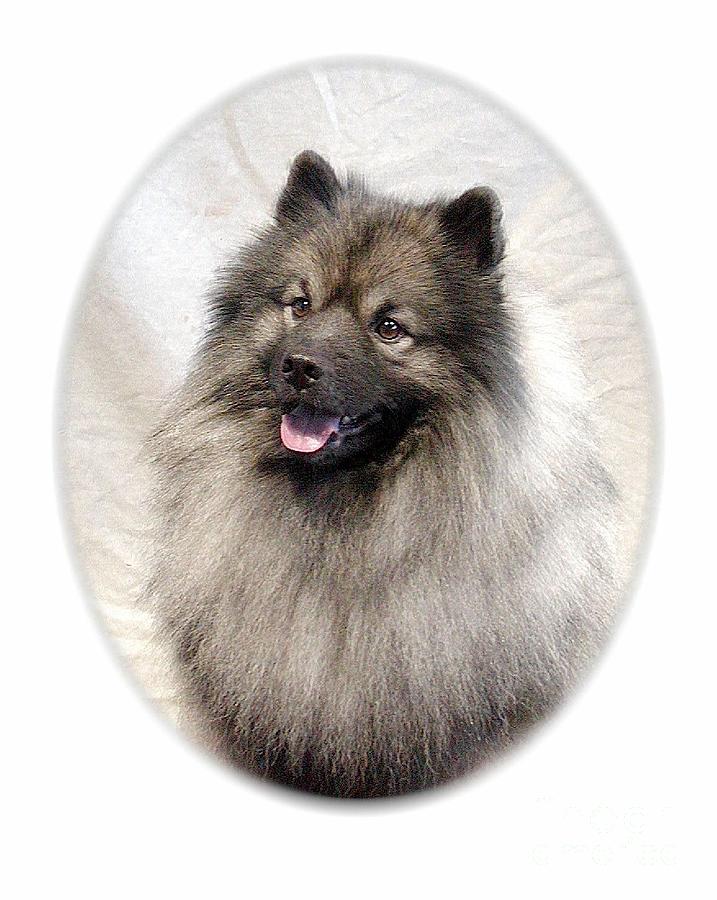 Keeshond 172 Digital Art by Larry Matthews - Fine Art America