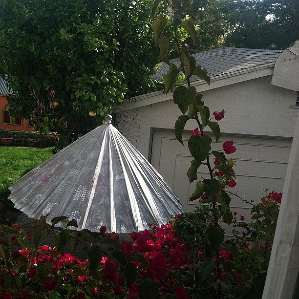 Kellyannart.- Luxury Umbrella Project Photograph by Kellyann Gilson Lyman