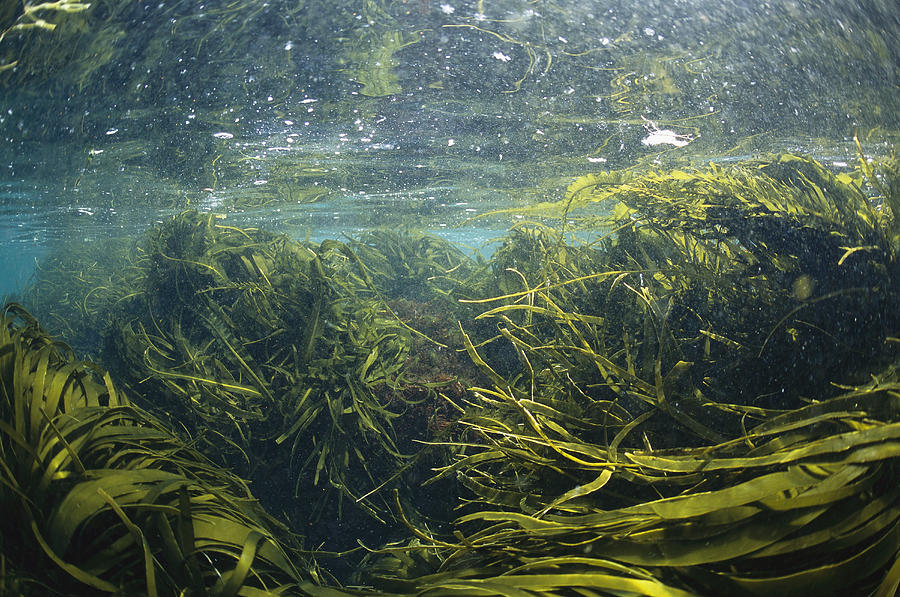 Kelp Leaves Wave In A Kelp Forest Photograph by Nick Caloyianis