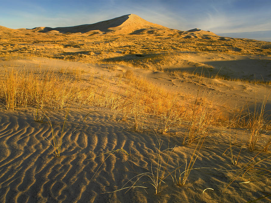 Kelso Dunes And Grasses Mojave National Photograph by Tim Fitzharris