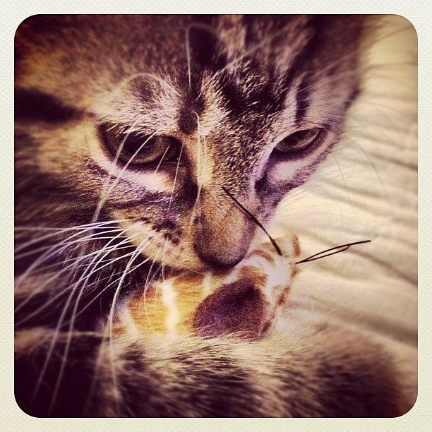 Mouse Photograph - #kelso Loves His Mouse! #meow #kitty by Latham Sarah