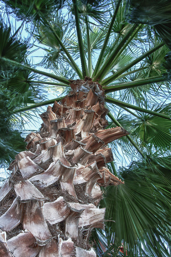 Kemah Palm Photograph by James Woody
