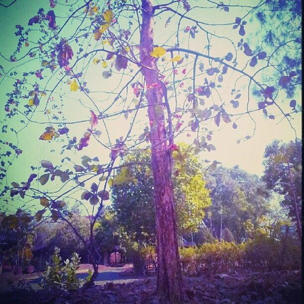 Tree Photograph - Kemarau (2) by Vika Klaretha Dyahsasanti