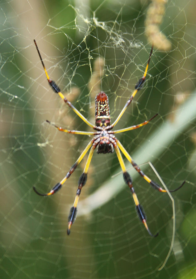 Kennedy Space Centre Spider Photograph by Ian Hargraves - Fine Art America