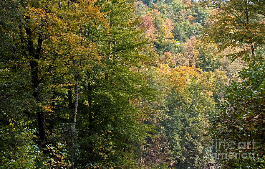 Kentucky forest at fall Photograph by Olivier Steiner