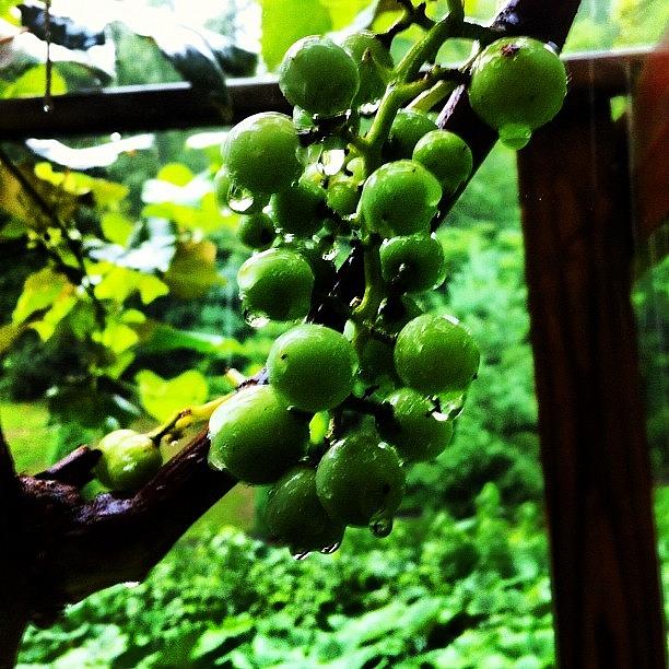 Grape Photograph - Kentucky Rain #vineyard by Andrew Pennington