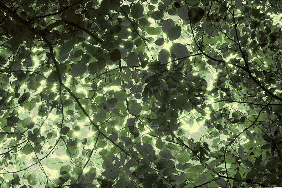 Kentucky Tree Canopy Photograph by Tom Wurl