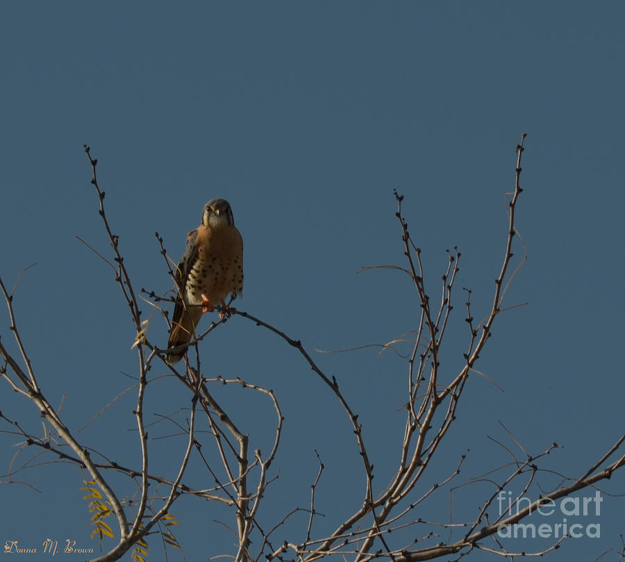 Kestrel  Photograph by Donna Brown