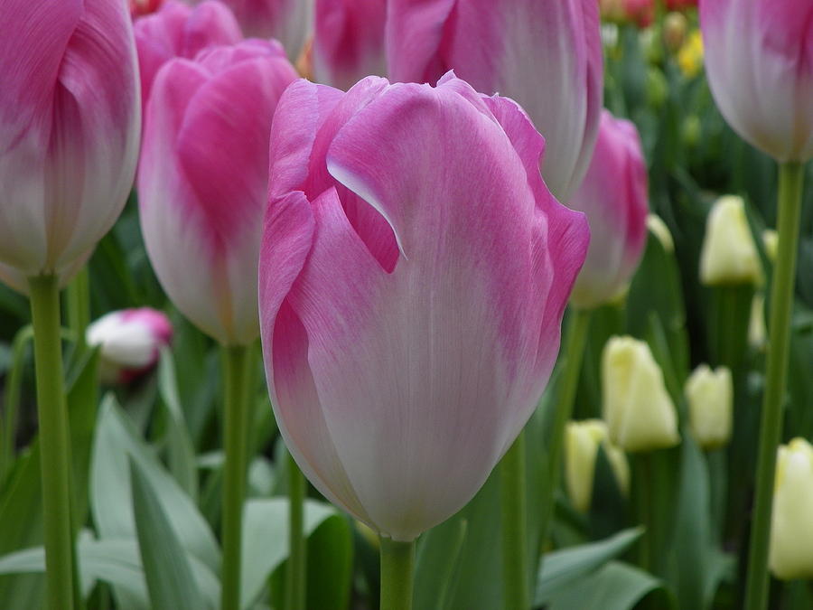 Keukenhof Tulip Photograph By Megan Zopf - Fine Art America