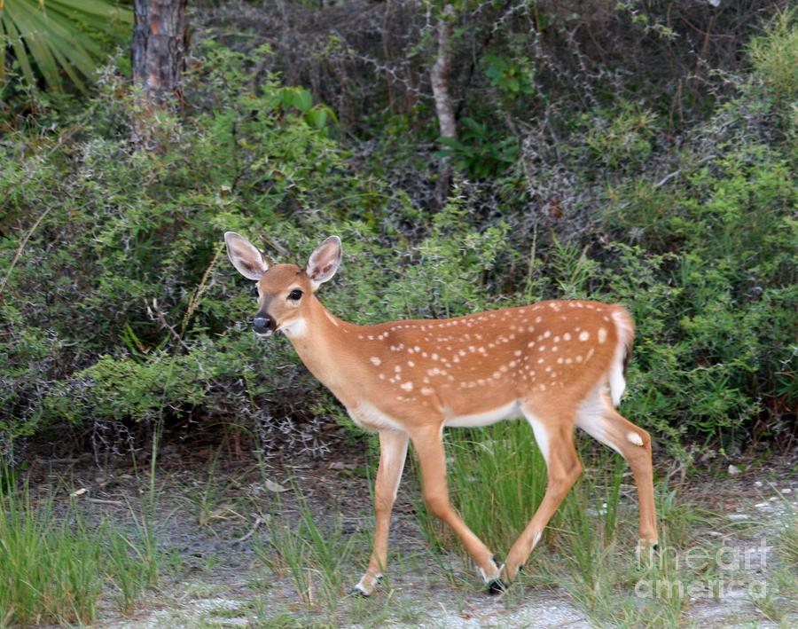 Key Deer Fawn Buck by Alexander Gureckis