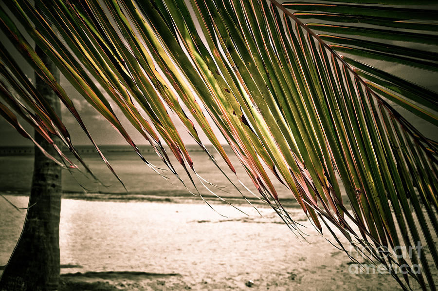 Key West Beach Palm  Photograph by Kelly Wade