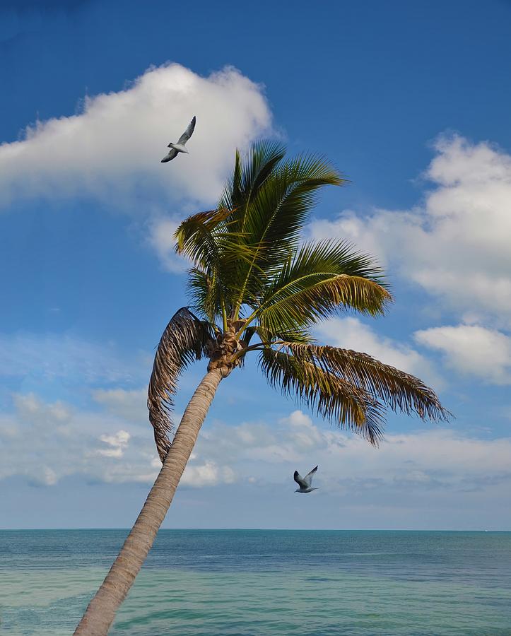 Key West Island Paradise Photograph by Bill Cannon