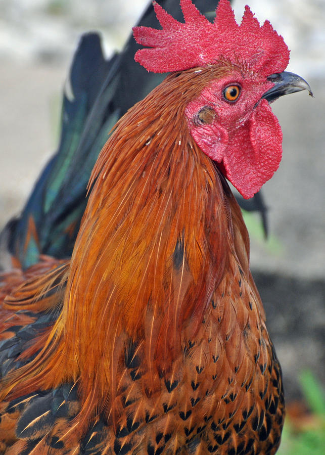 Key West Rooster Photograph by Kelli Reed Pixels