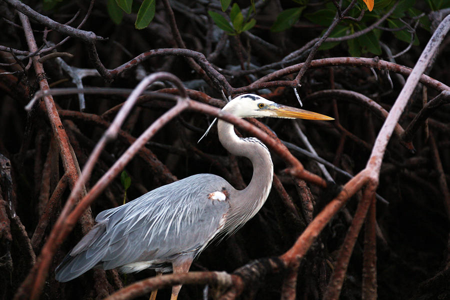 Keys Heron Photograph By Ty Helbach - Fine Art America