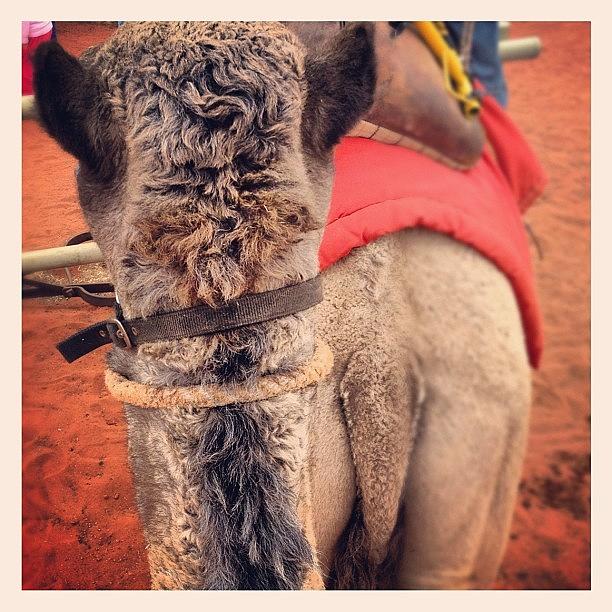Camel Photograph - Kheml by Lauren Antonenko