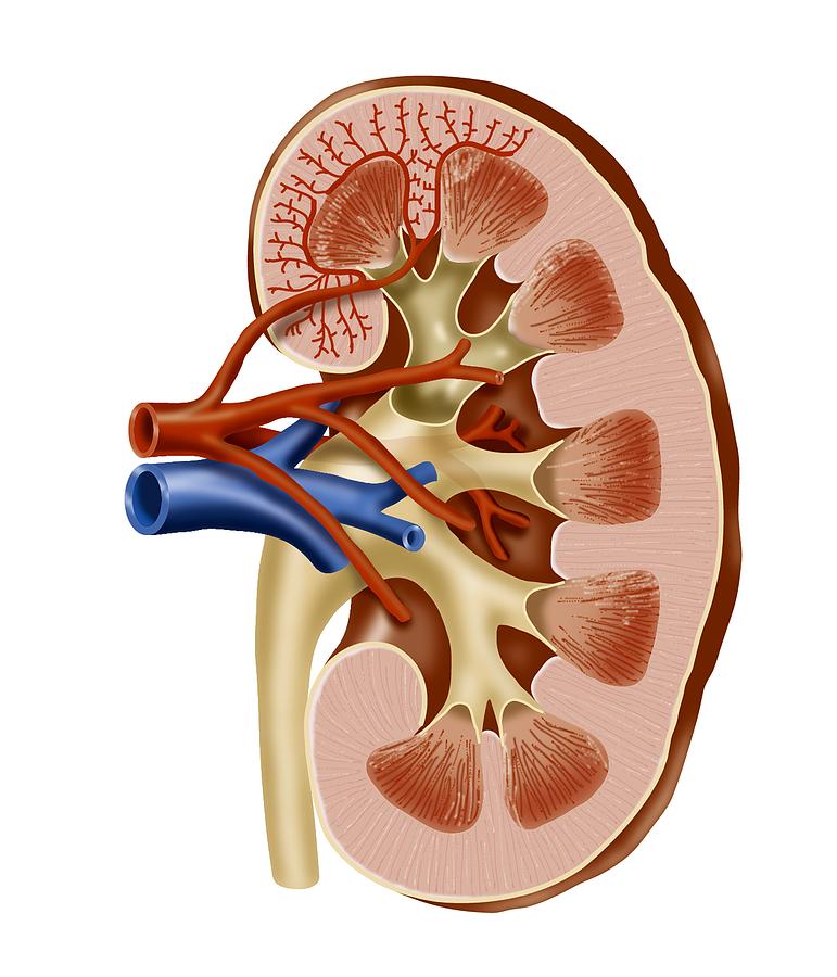 Kidney Anatomy  Artwork Photograph By Art For Science