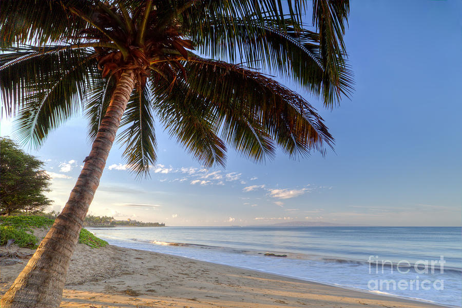 Maui Sunrise Photograph - Kihei Maui Hawaii Sunrise Coconut Palm  by Dustin K Ryan