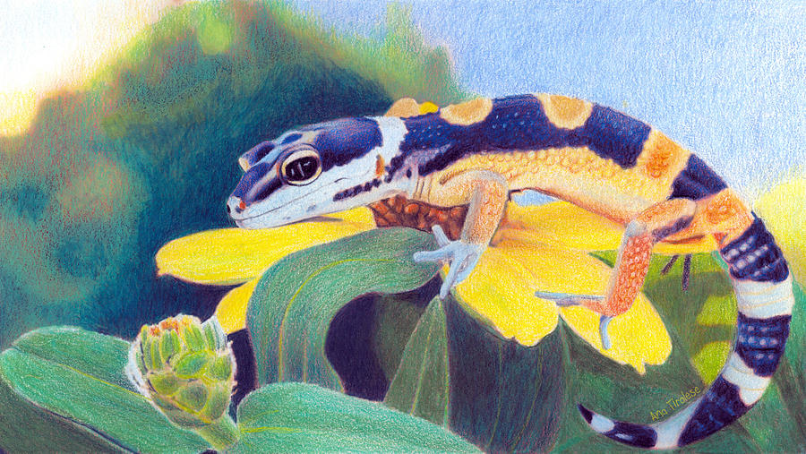 Kiiro The Gecko Drawing by Ana Tirolese