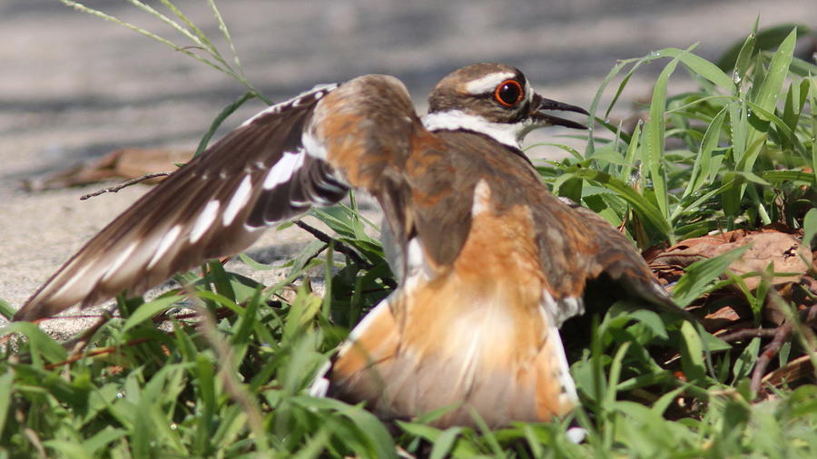 Killdeer - Broken Wing Act - Photo 20 Photograph by Travis Truelove