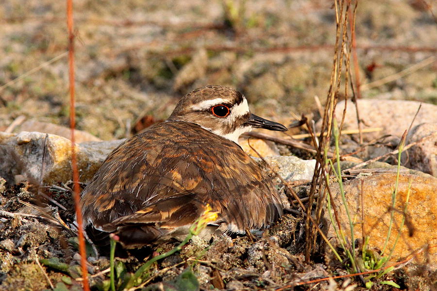 Killdeer - Protecting the Nest Photograph by Travis Truelove
