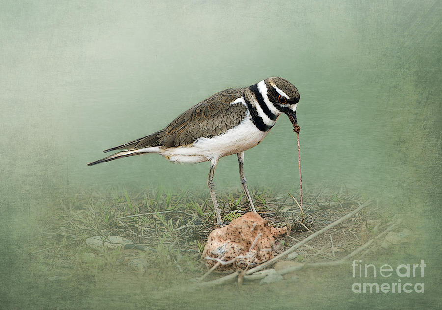 Killdeer and Worm Photograph by Betty LaRue