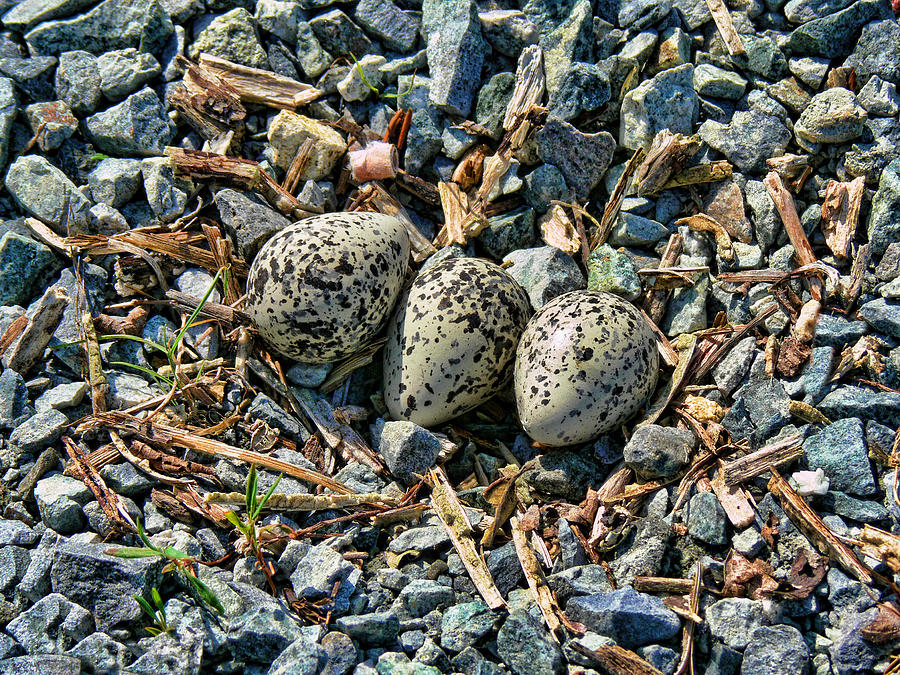 Killdeer Photograph - Killdeer Bird Eggs by Jennie Marie Schell