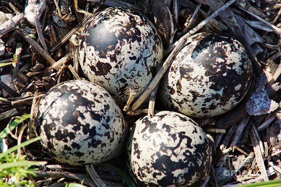 Killdeer Eggs 2 Photograph by Lynda Dawson-Youngclaus
