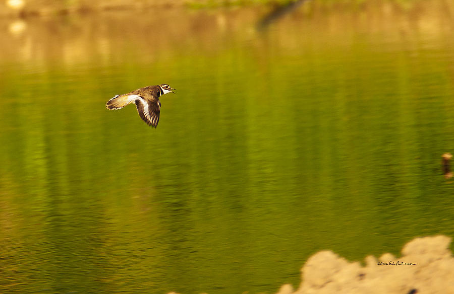Killdeer In Flight Photograph by Ed Peterson