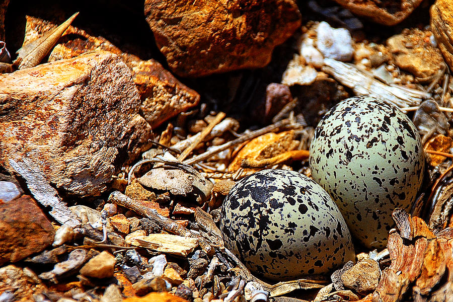 Killdeer Nest Photograph by John Bennett