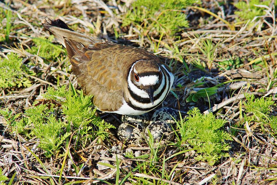 Killdeer on Eggs Photograph by Lynda Dawson-Youngclaus - Fine Art America