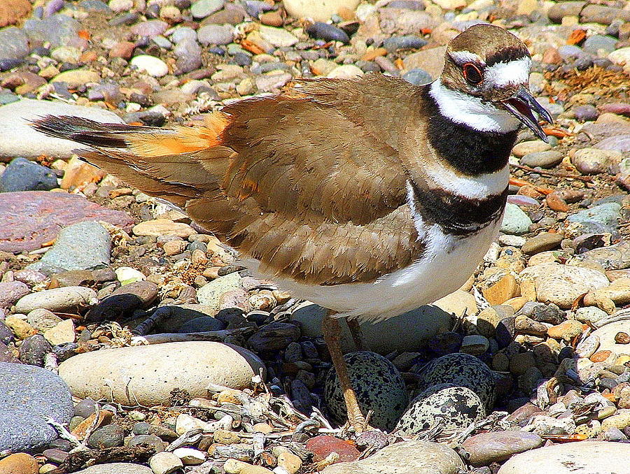 Killdeer On Nest Photograph by Judy Garrett