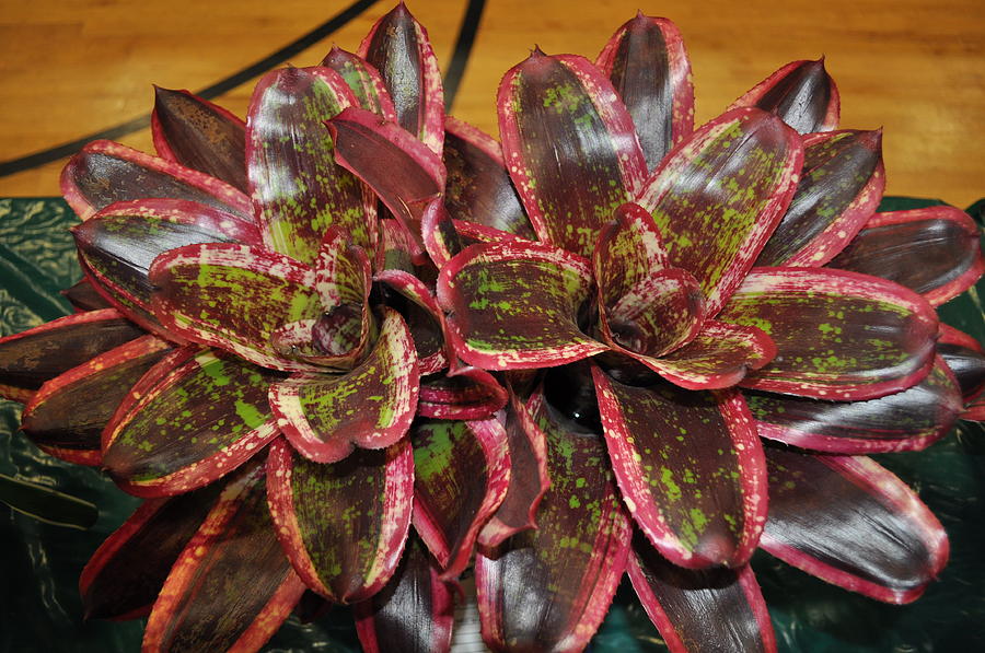 Killer Neoregelia - 4 Photograph by Barry Landau | Fine Art America