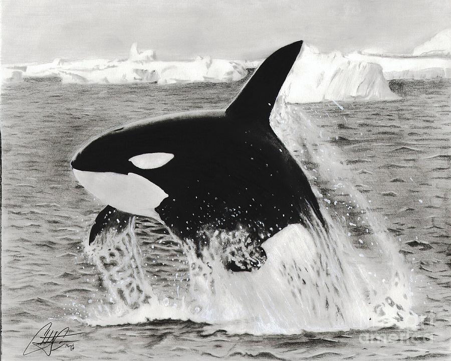 Killer Whale Drawing by Christian Conner